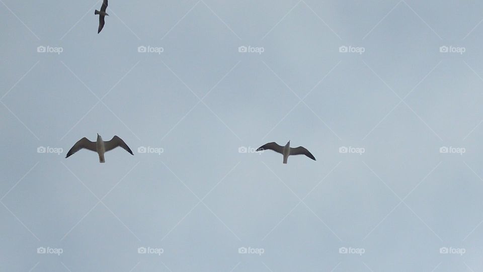 three seagulls flying high sky