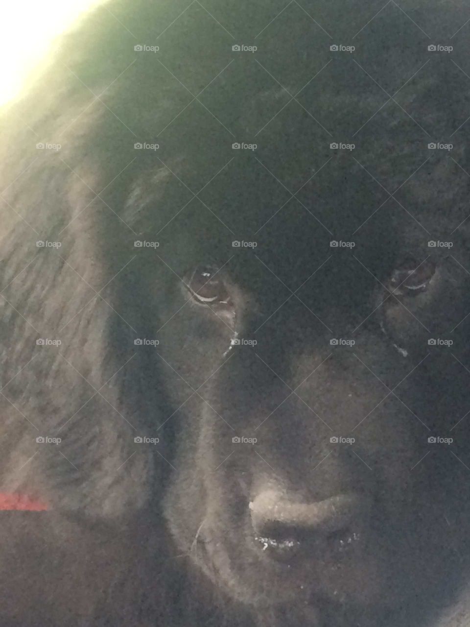 No Person, Mammal, One, Portrait, Wildlife