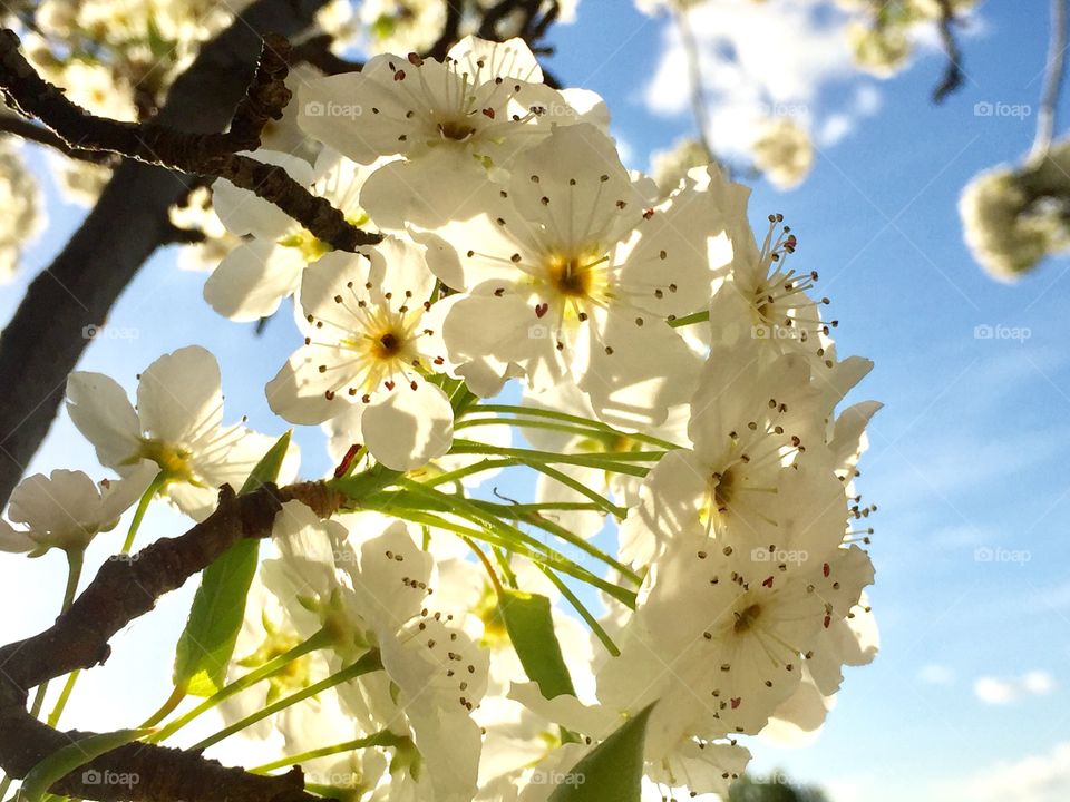 Spring blooming 