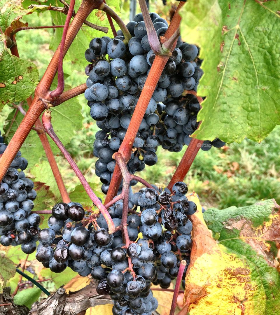 Austrian Grapes 