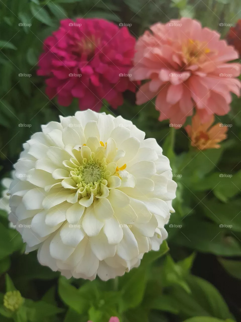ENJOY-ZINNIA