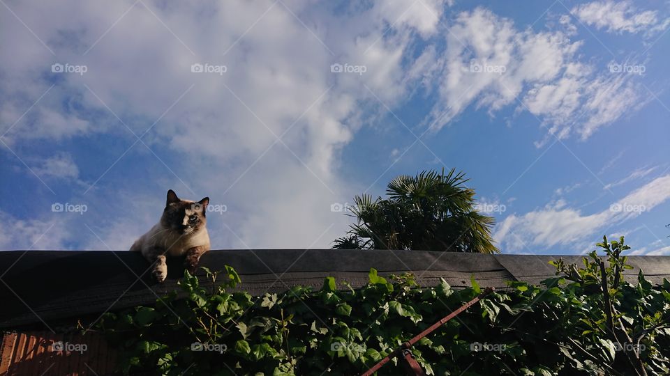 panorama with cat, fascinating gaze, animal seriousness, sky and palm trees, breathtaking panorama 1