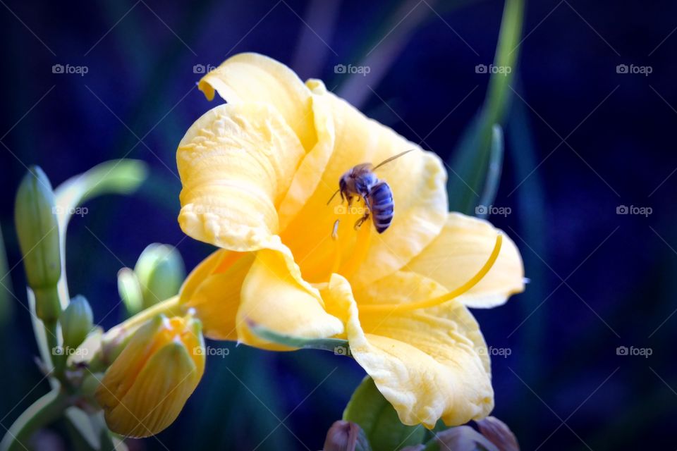 Lilly and a bee