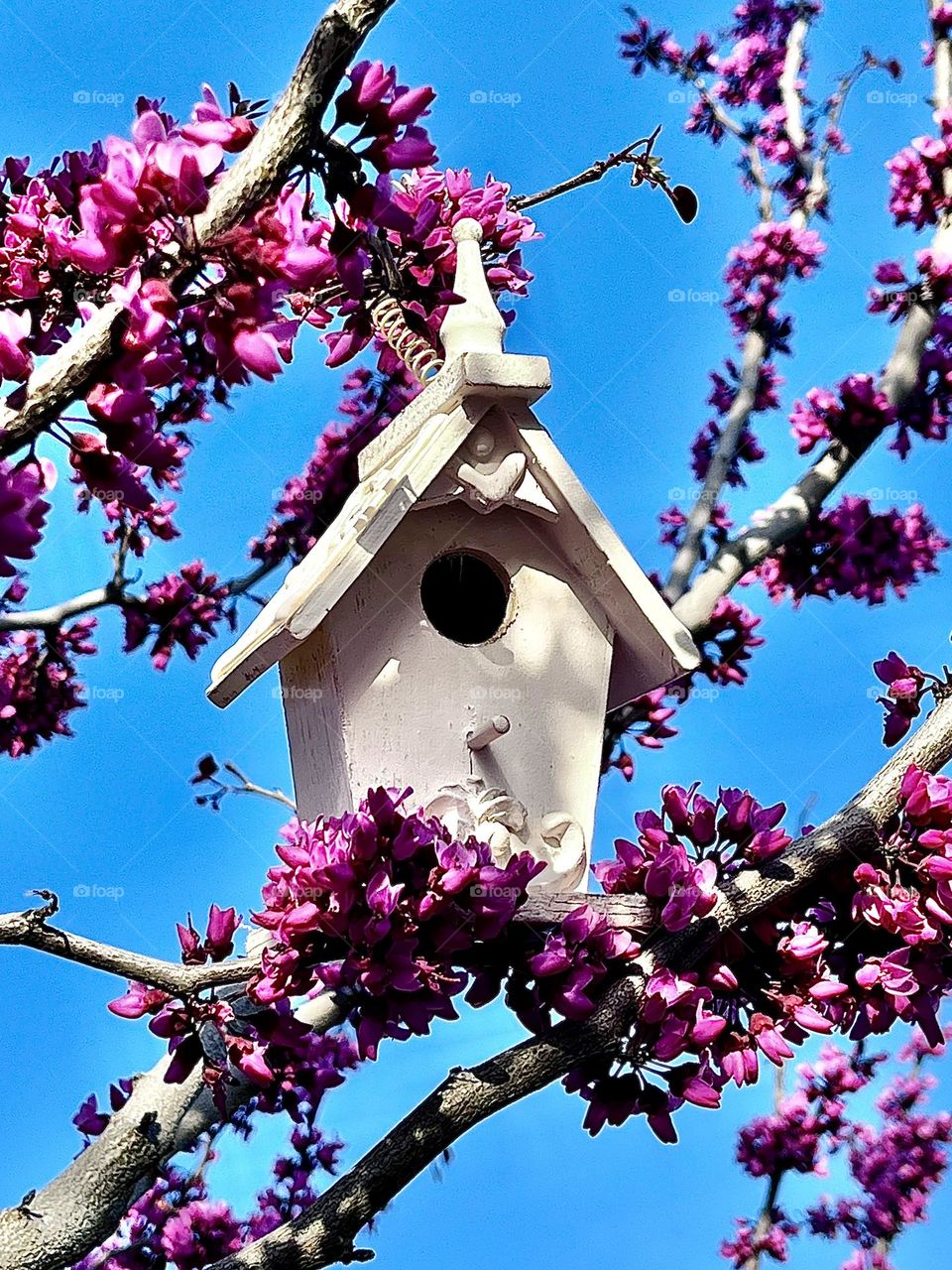 Birdhouse in Western Redbud Tree 