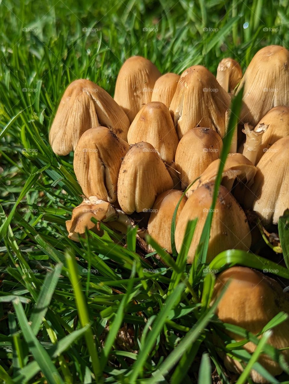 mushroom cluster in city backyard green grass lawn small mushrooms multiple mushrooms