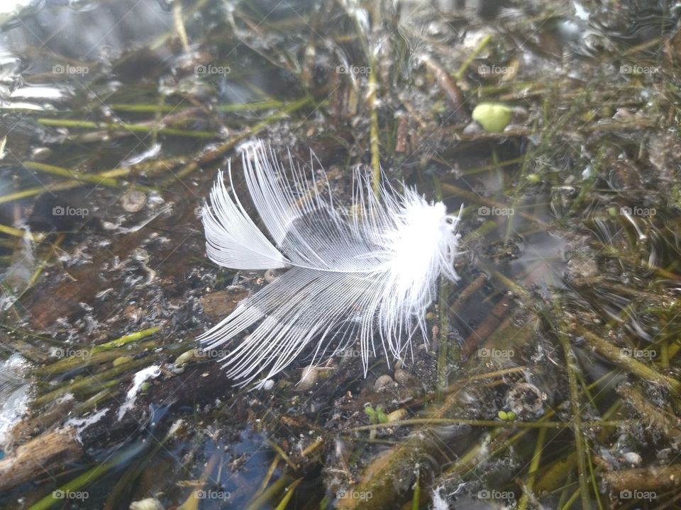 Feather in a water