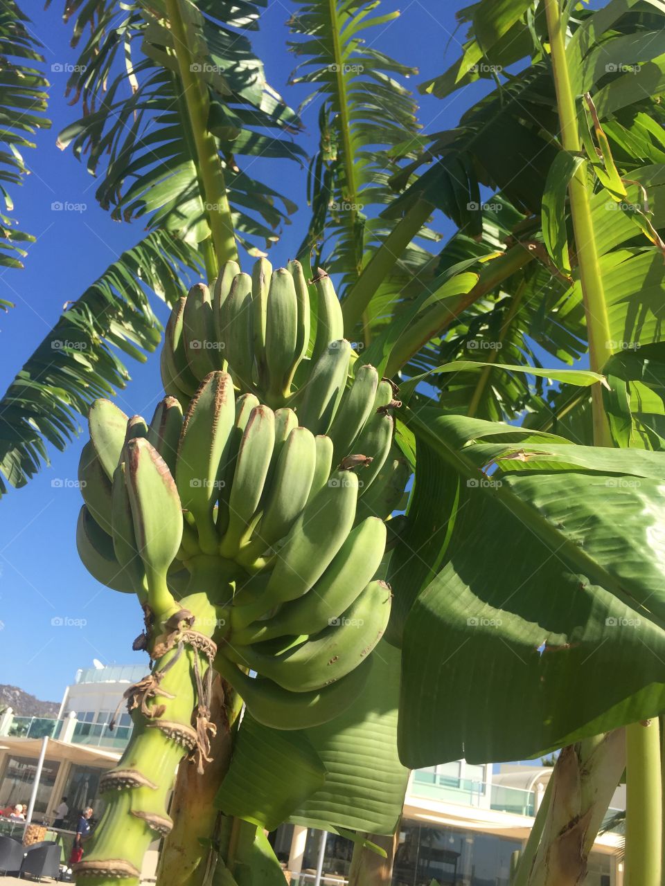 Go green. That’s the best way to be. A bunch of baby bananas growing in Turkey; Europe on a wonderful summer day. 