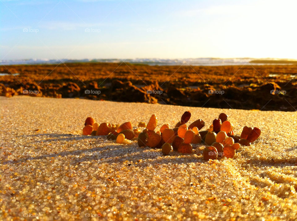 beach plant sand sea by lateproject