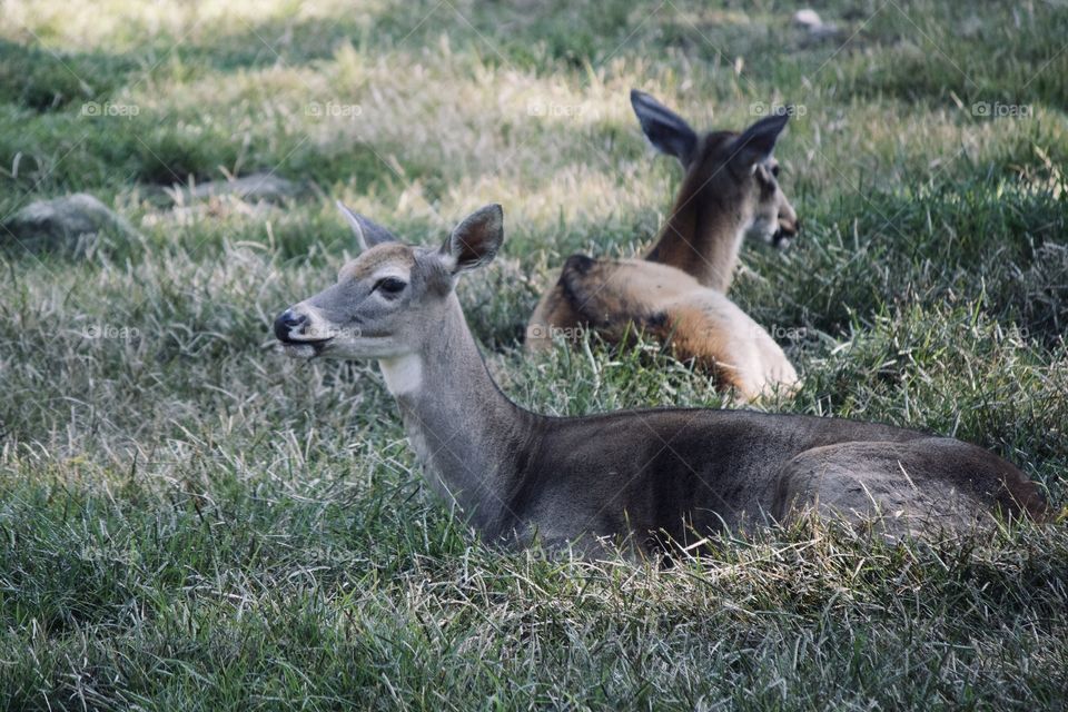 Deers taking a break 