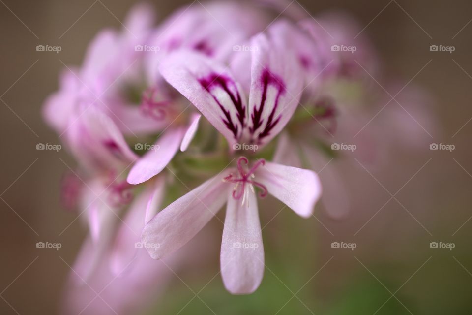 Close-up of citronella flowers