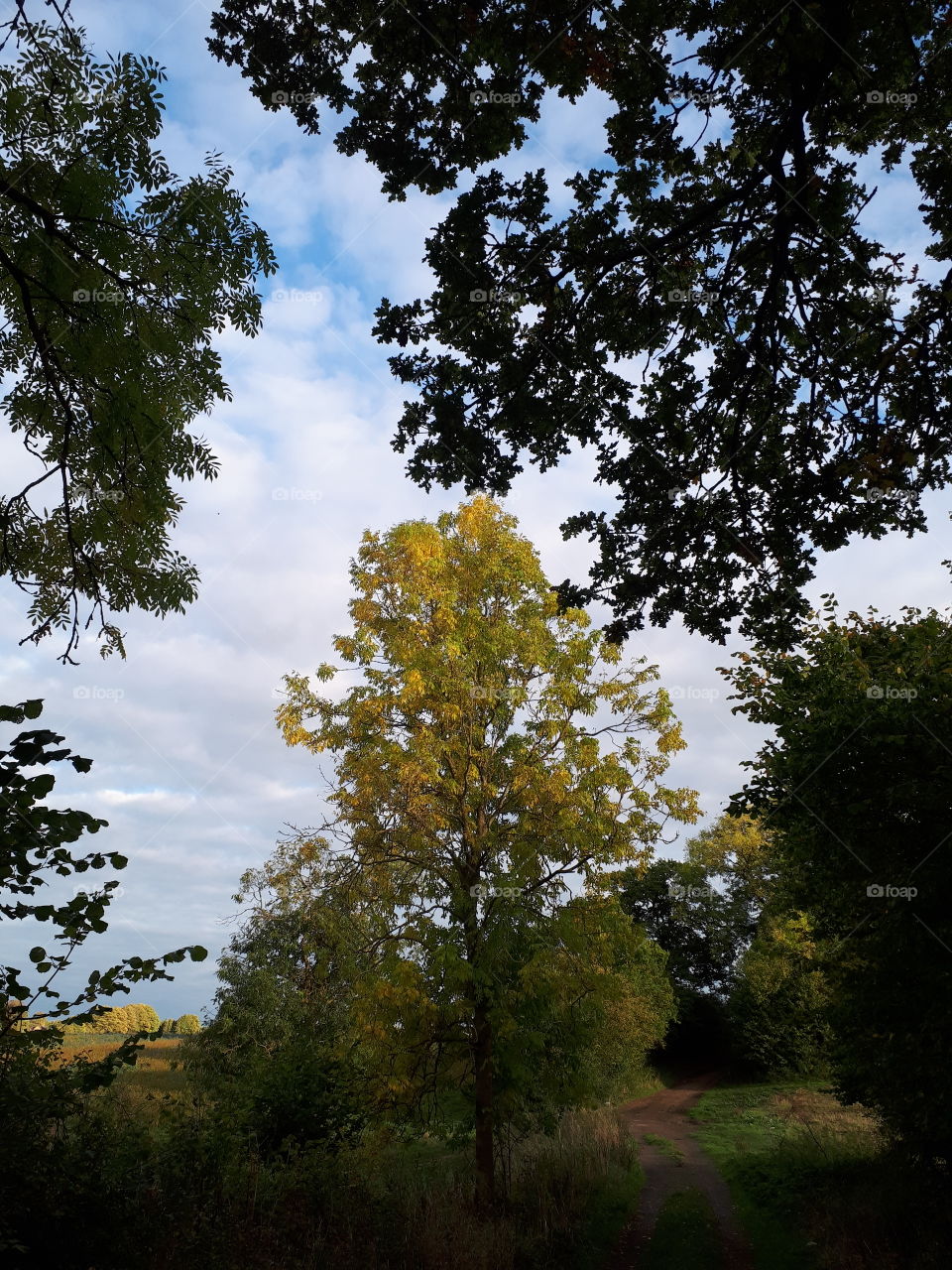 Tree, Landscape, No Person, Nature, Wood