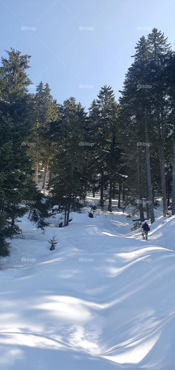 The forest during winter time