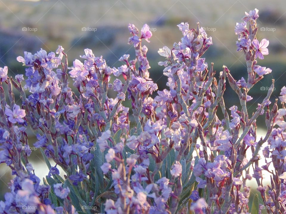 Closeup of blooming Limoniastrum 