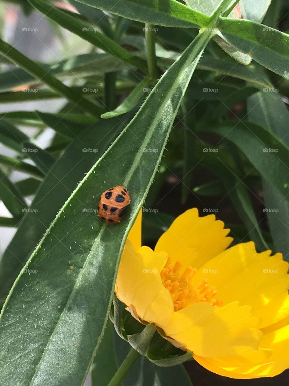 Inseto e flor