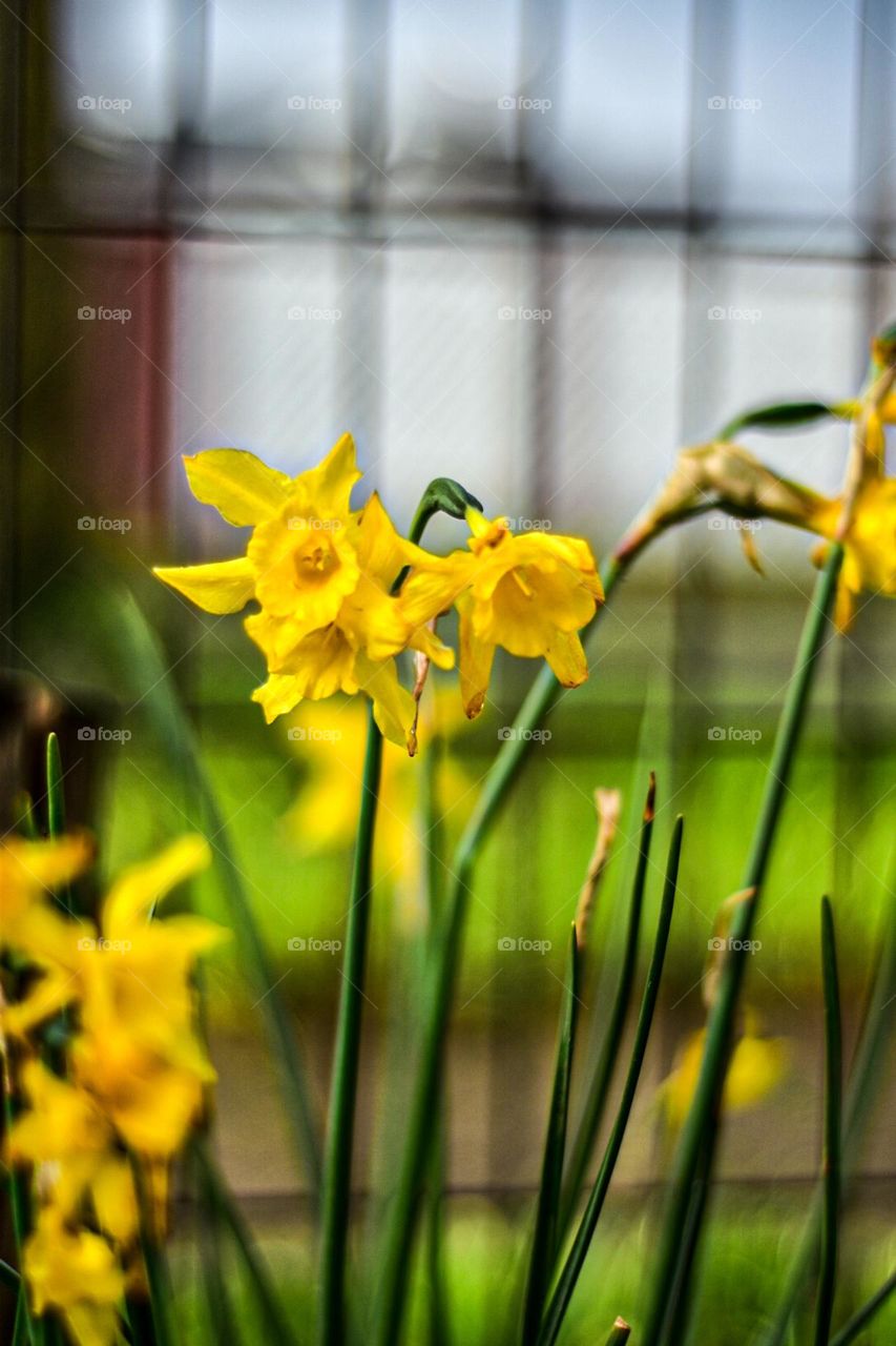 Yellow flowers on a natural bright background 