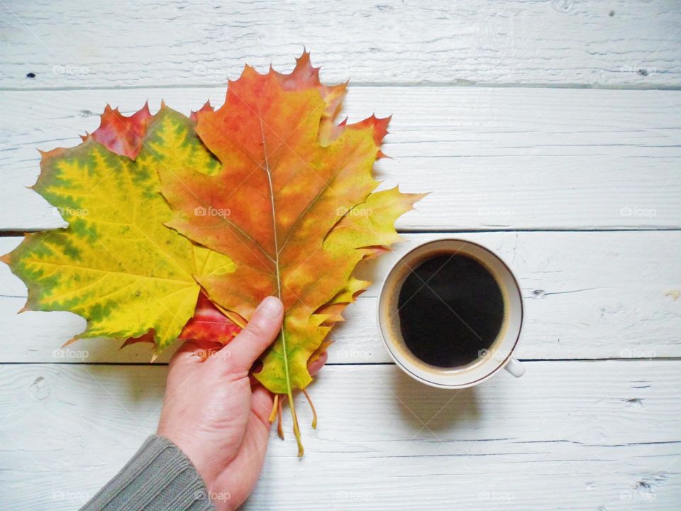 Person hand holding maple leaves near black tea