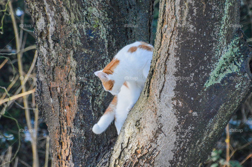 Cat In Tree