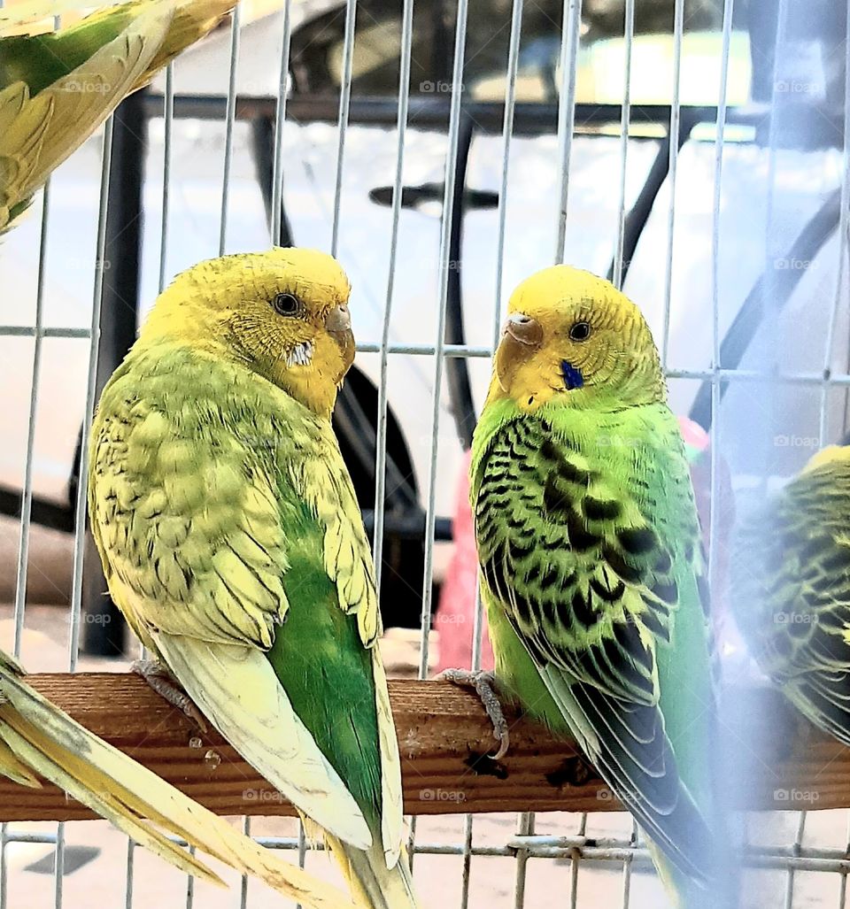 An artistic photograph of two green birds in a golden cage, where the birds are clearly visible with intricate details of their vibrant green feathers reflecting the light beautiful