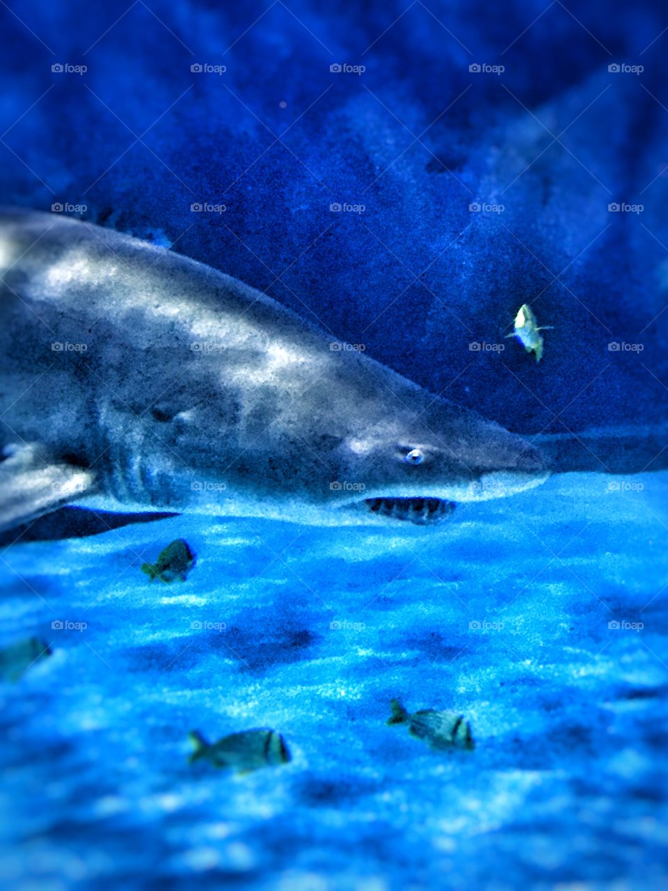 Shark swims