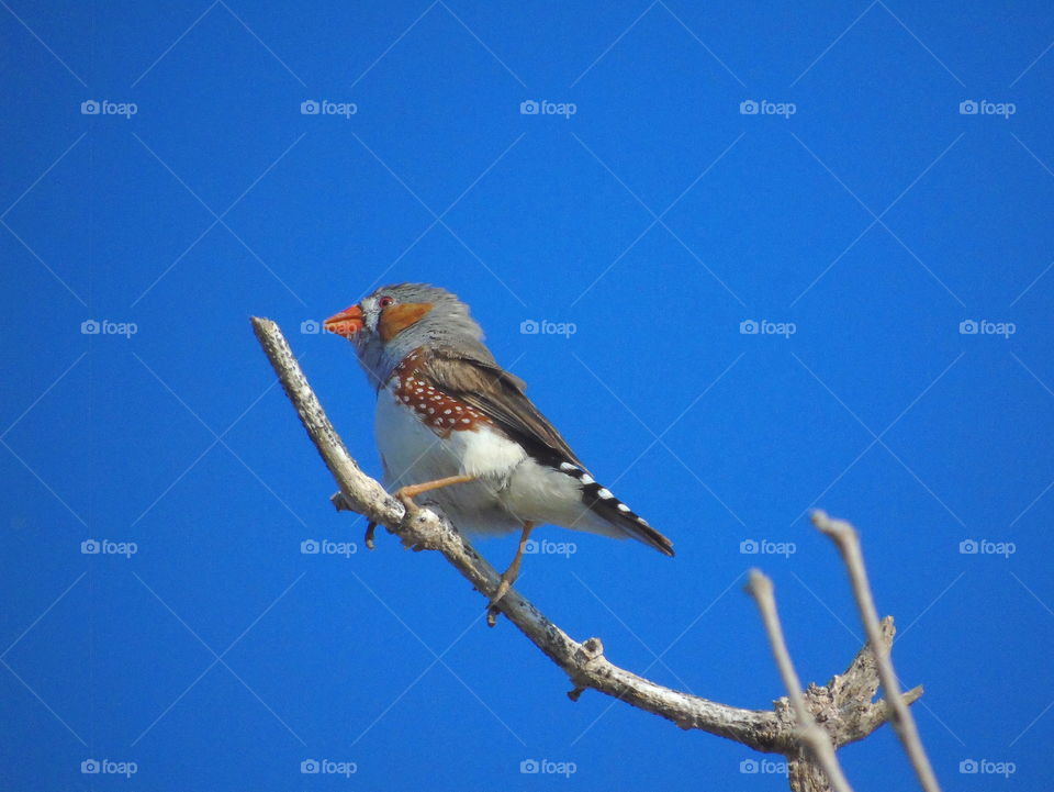 Zebra finch . Male category species of zebra finch . Identify of unique finch spread for asian ( include australia ). Orange beak to the red eyes for black into the black round . Good different with the female one  by its cheek for yellow - brown .