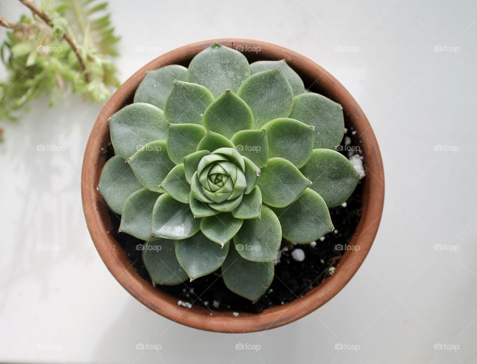 Close-up of succulent plant
