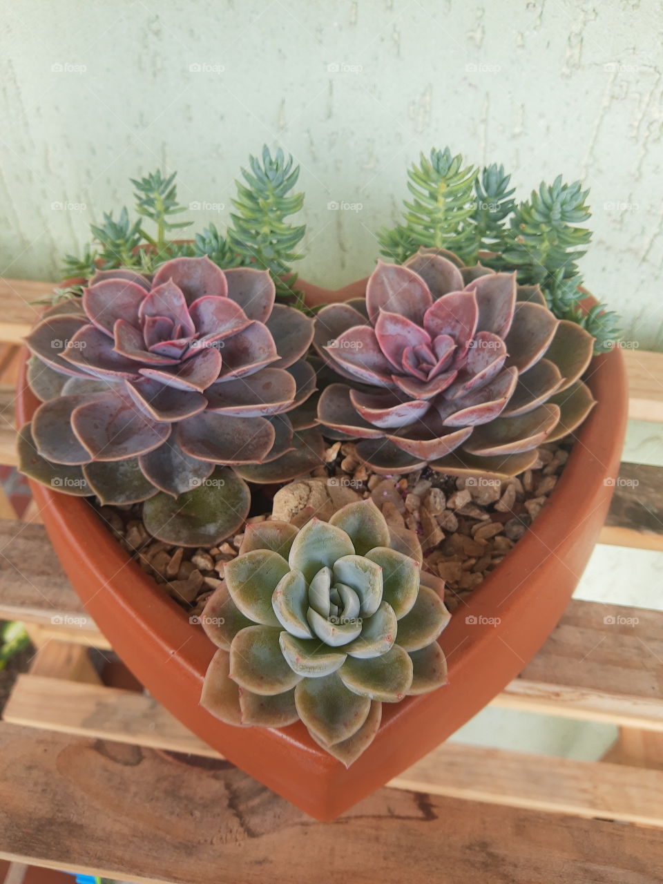 suculentas coração