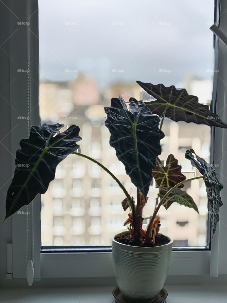 Плачущий цветок