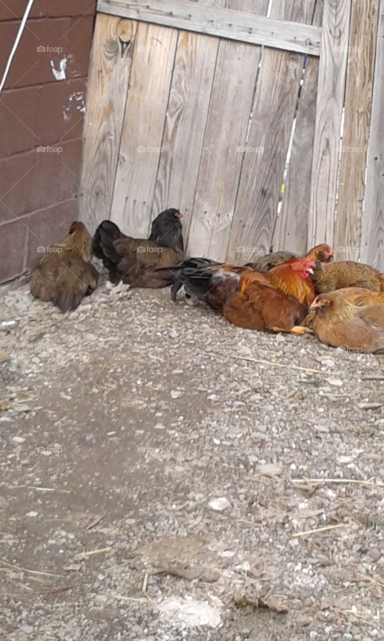 Our little flock of birds.