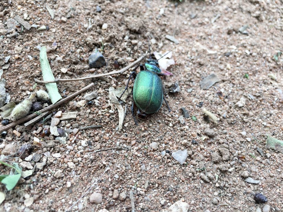 Metallic iridescent green scarab beetle; gorgeous colour. In the Victorian era, under Egyptian influence the scarab, ones such as this beauty were highly sought after and prized to incorporate into their jewellery. 