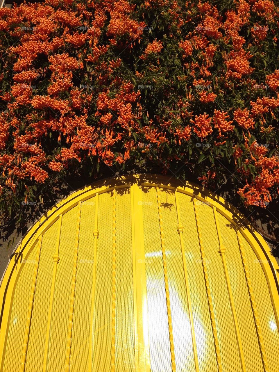 Yellow door, orange flowers, Los angeles