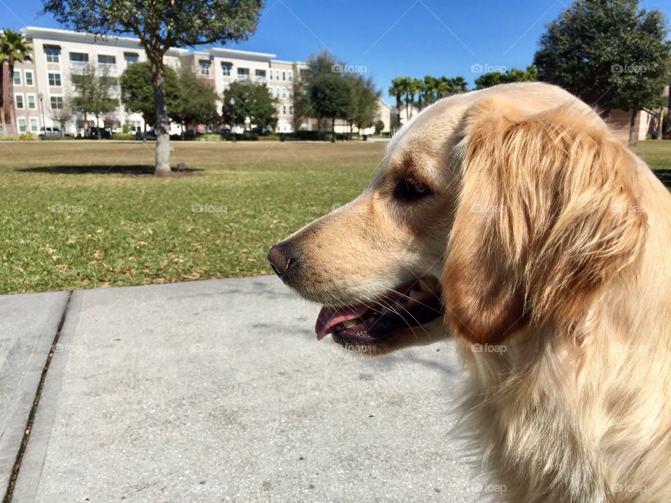 golden retriever about town