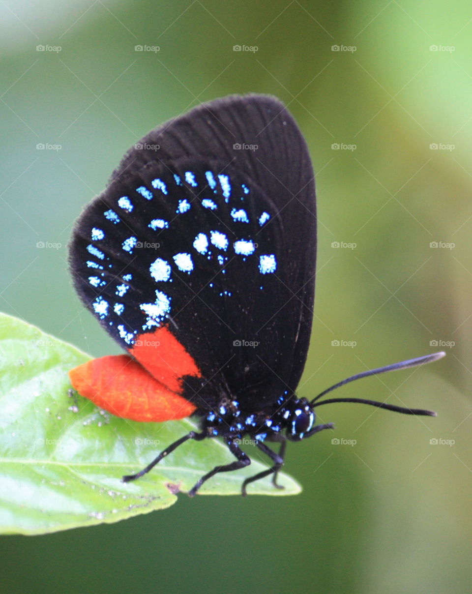 Rare little butterfly
