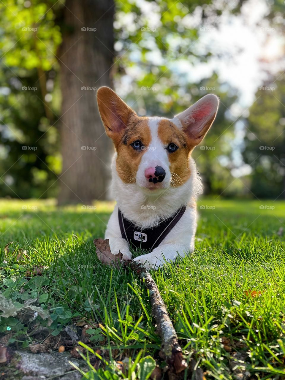 Corgi dog laying in grass with stick