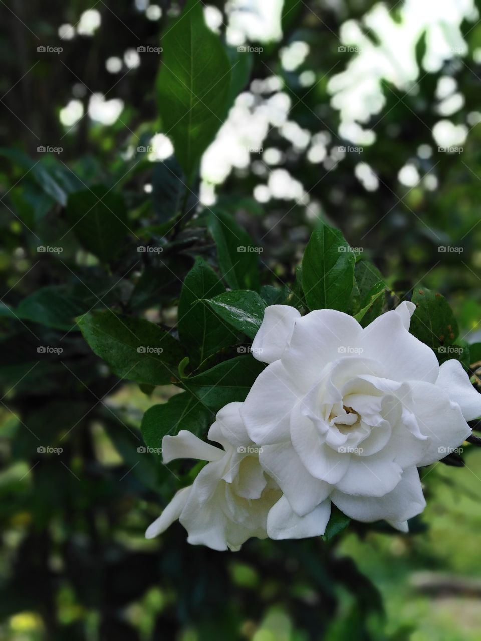 A rare white flower with a bokeh green background