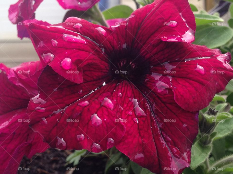 Petunia after rain fall