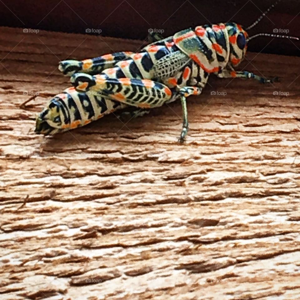 I discovered this grasshopper while out on break, his multiple colors helps in blending into his environment 