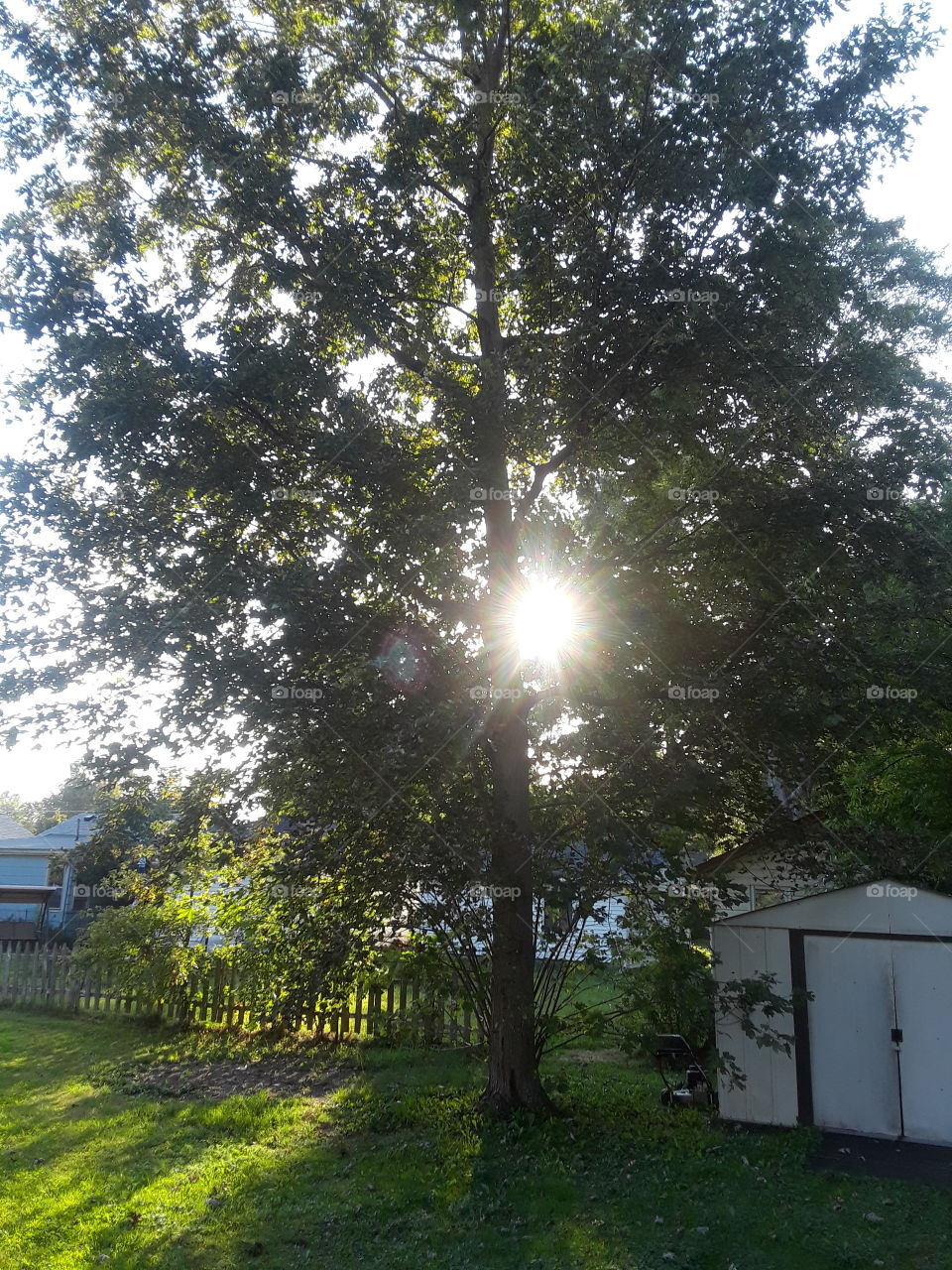 sun thru the tree