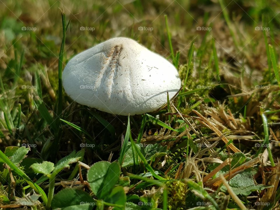 Mushroom on a field