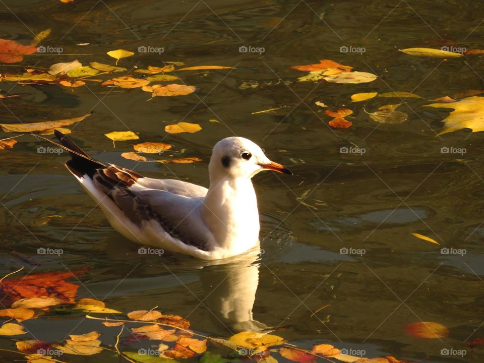 Autumn seagull