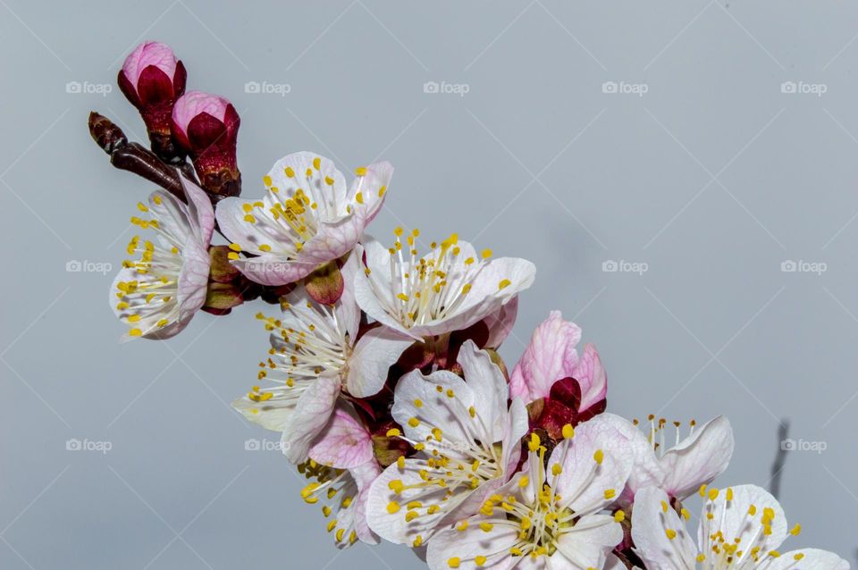 Branch of blossoming apricot.