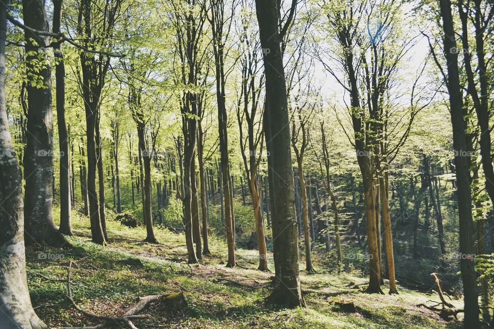 Wood, Tree, Nature, Landscape, Leaf