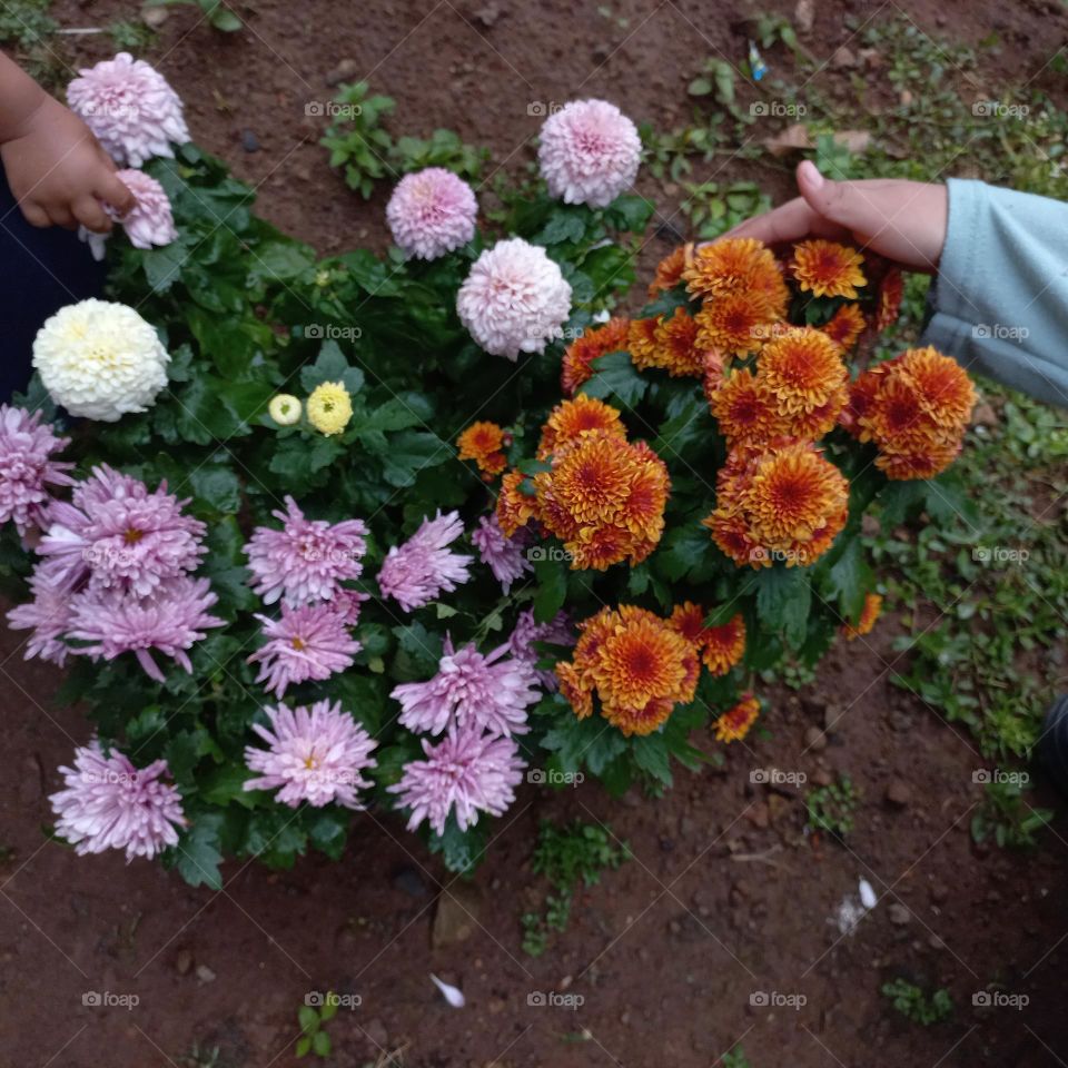 Chrysanthemum is a type of flowering plant that is often grown as an ornamental plant