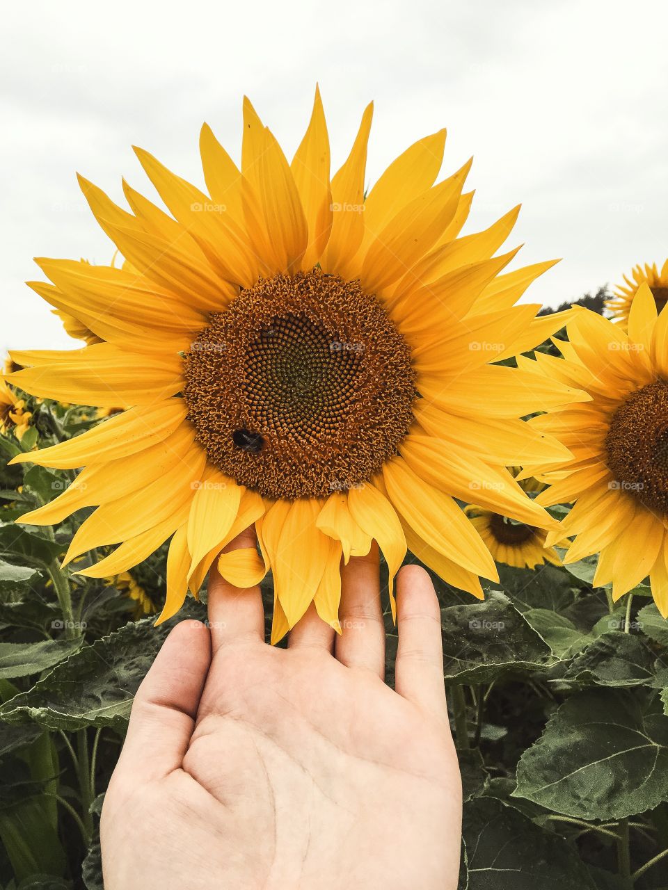 Sunflower