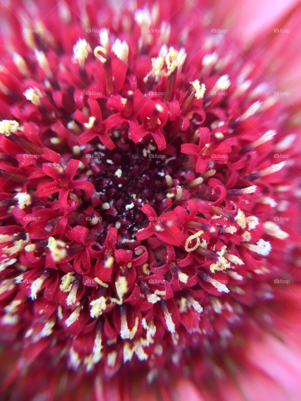 Gerbera closeup