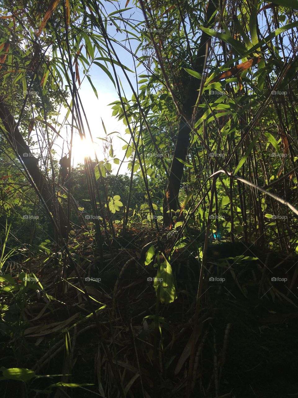 Sun through the cane 