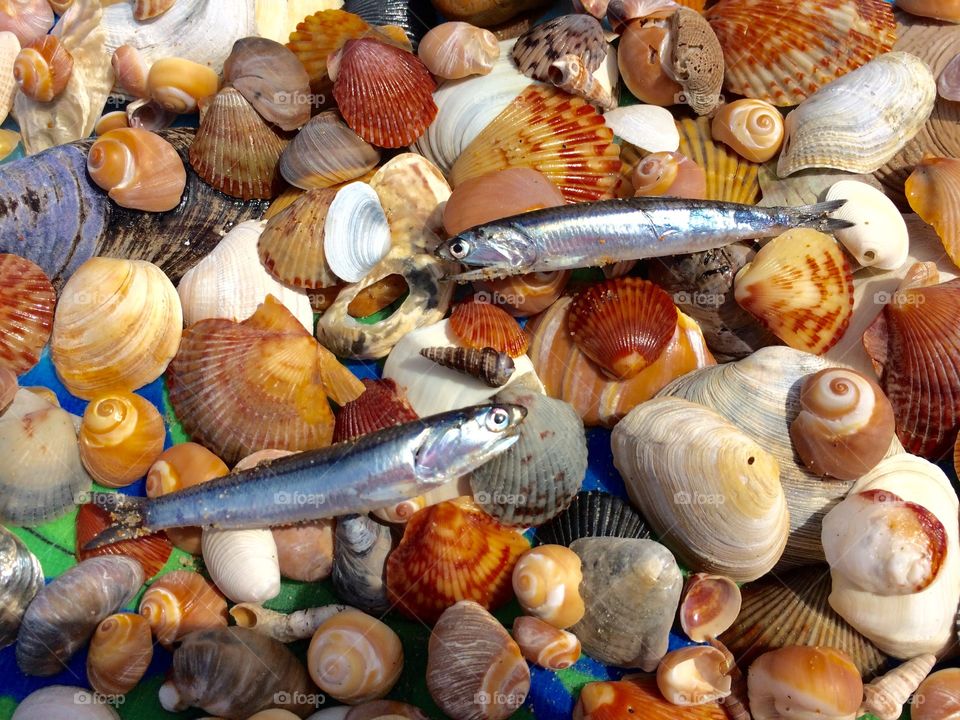 Grunion on Seashells