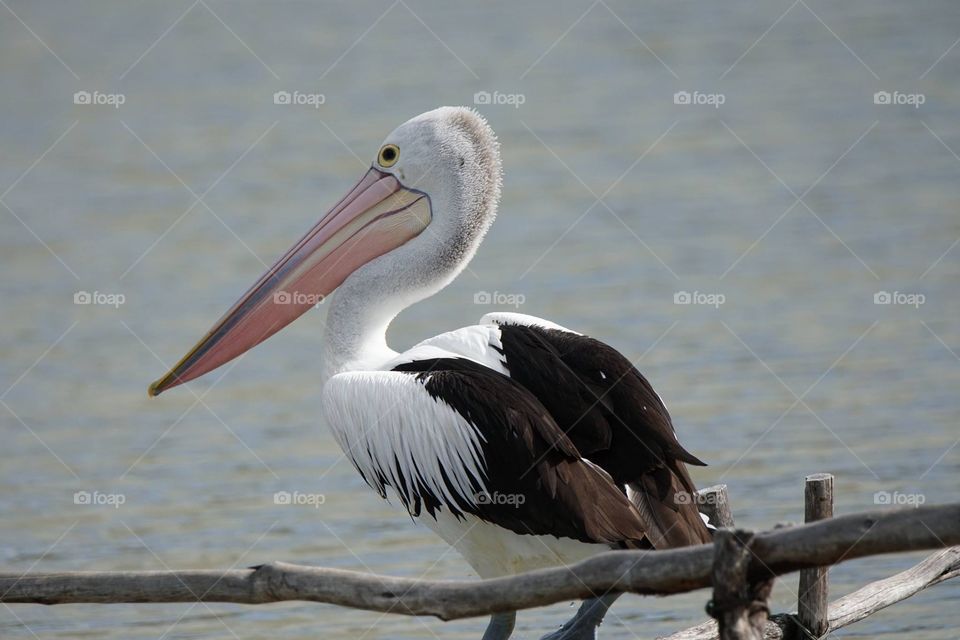 Pelican