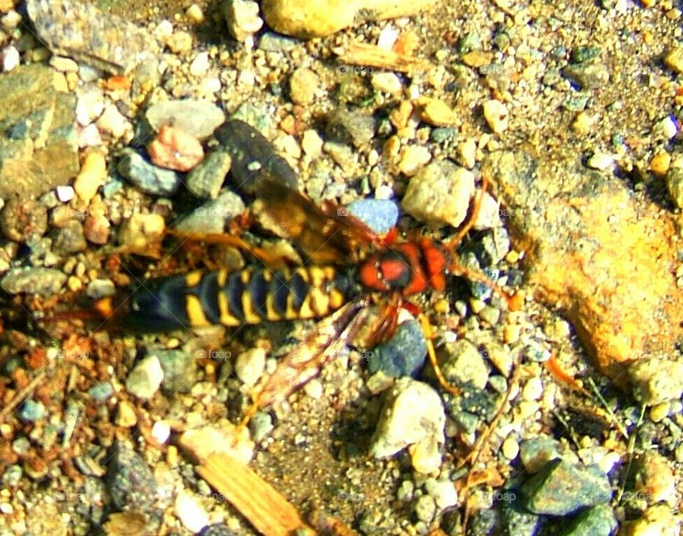 creepy strange mutant insect