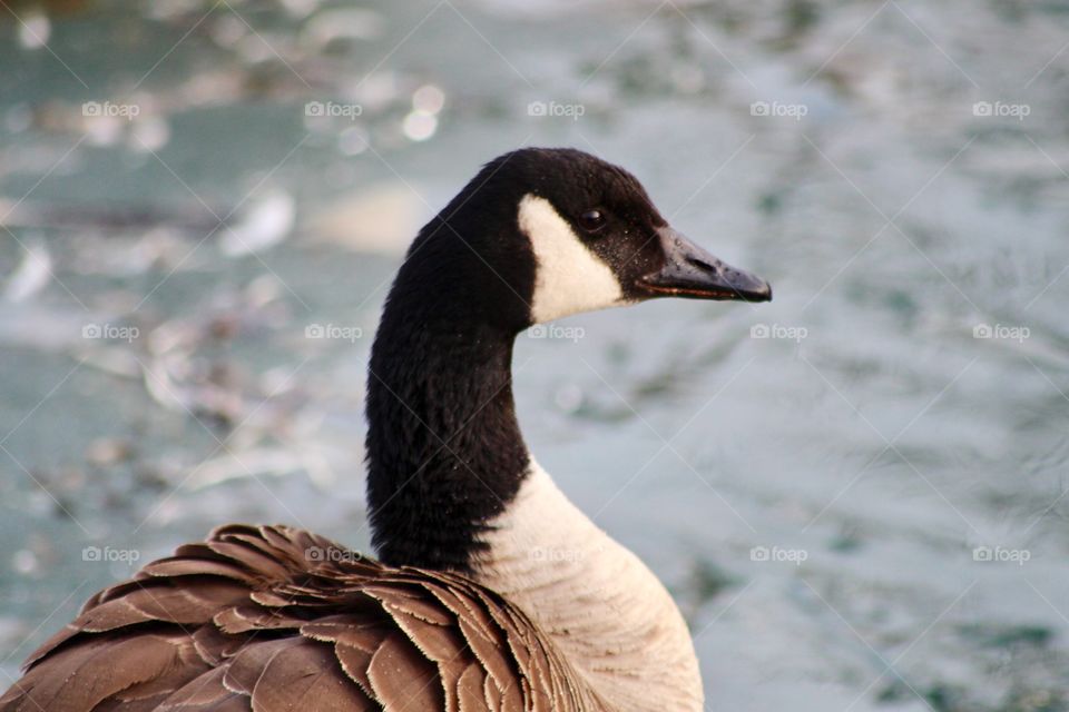 Canadian Goose