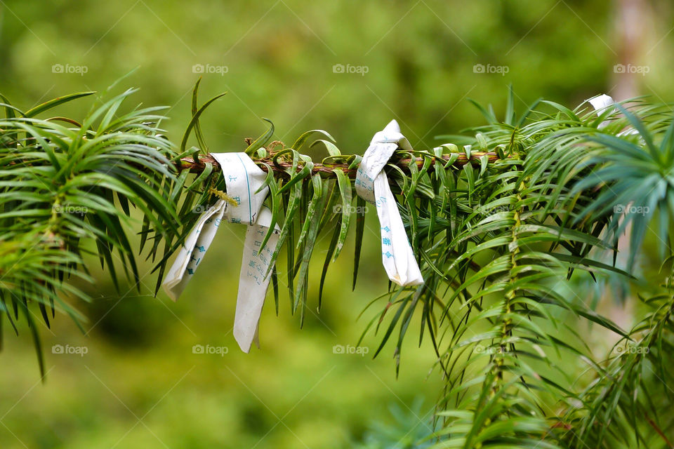 Japanese wishes tied to a branch at Shinto shrine